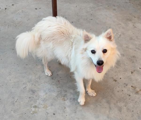 Una Casa Per Spenk, Cucciolo Di 8 Mesi